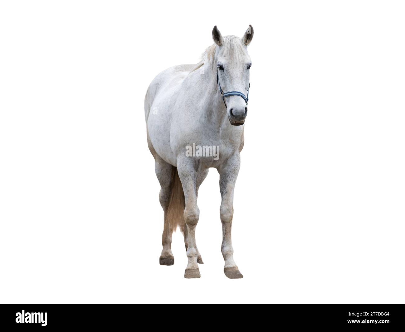 white thoroughbred horse isolated on white background Stock Photo