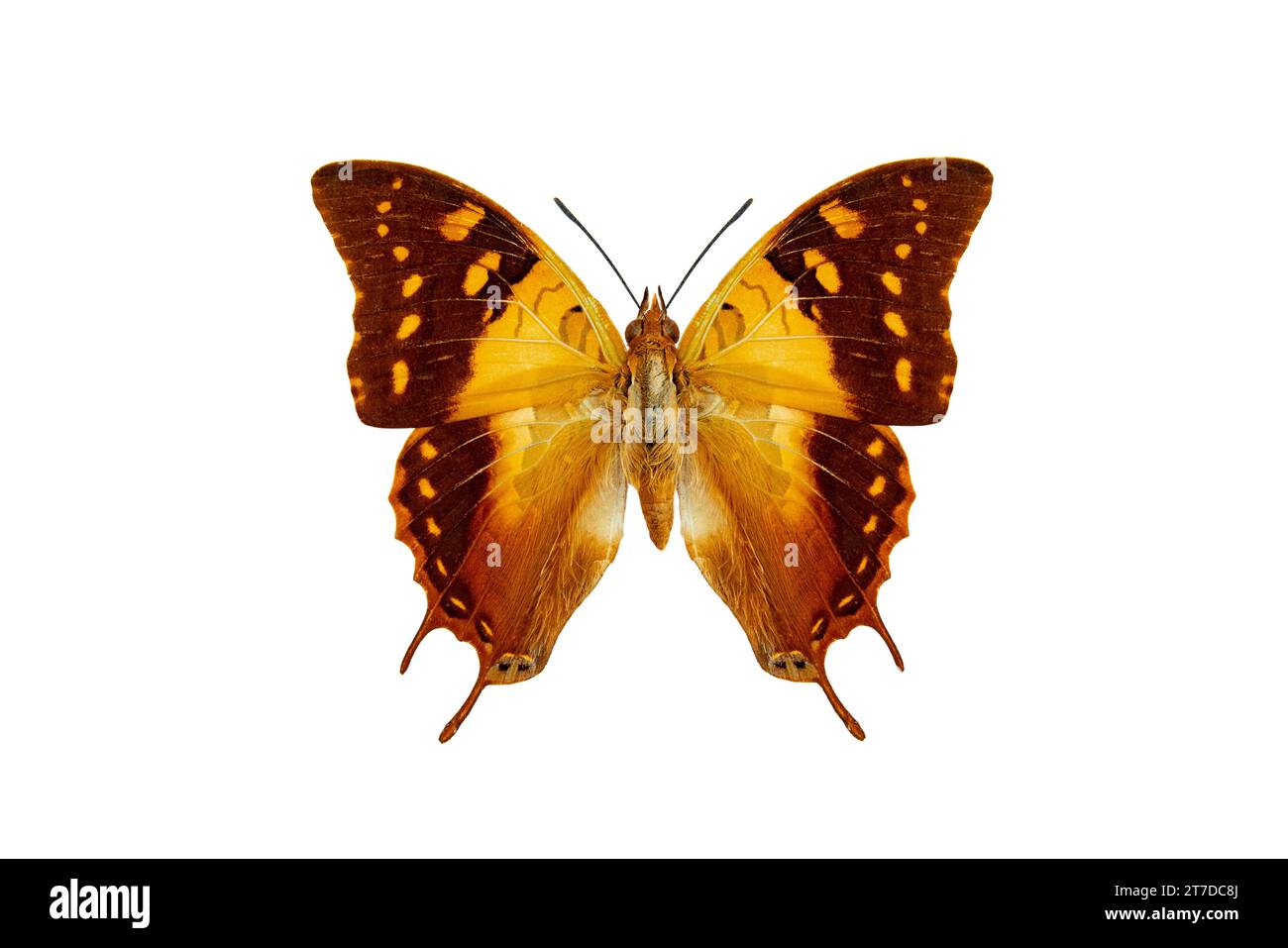 madagascar green veined charaxes (charaxes antamboulou) isolated on a white background Stock Photo
