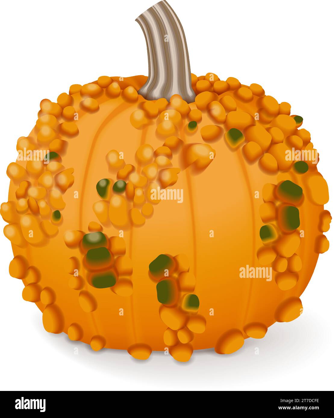 Knucklehead Pumpkins. Winter squash. Cucurbita pepo. Fruits and vegetables. Isolated vector illustration. Stock Vector