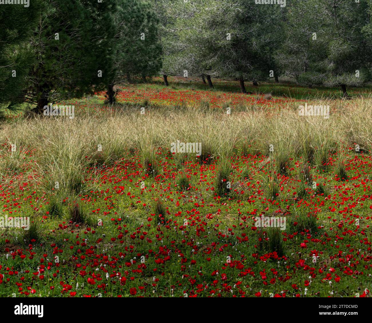 A field of red, spring anemone wildflowers on he outskirts of an evergreen forest in southern Israel. Stock Photo
