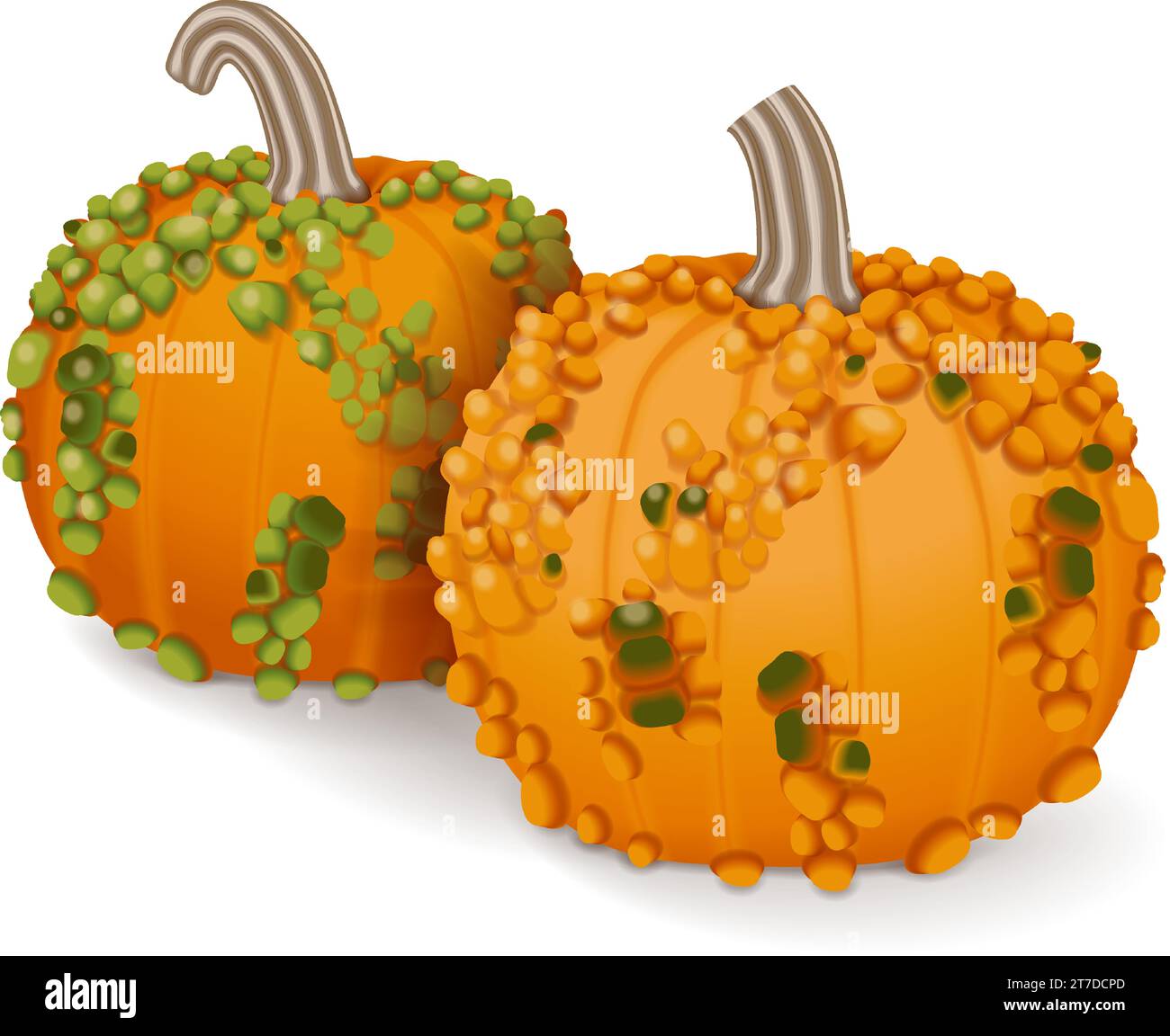 Group of Knucklehead Pumpkins. Winter squash. Cucurbita pepo. Fruits and vegetables. Isolated vector illustration. Stock Vector