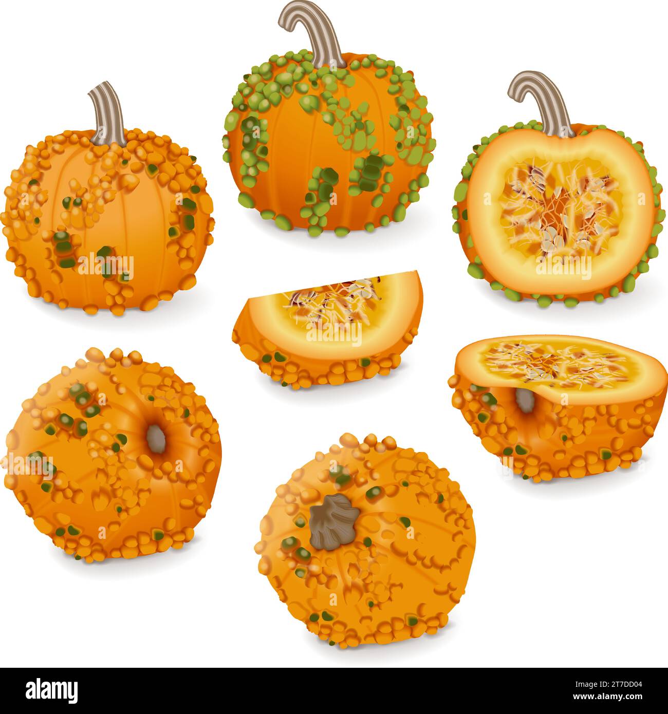 Set of Knucklehead Pumpkins. Winter squash. Cucurbita pepo. Fruits and vegetables. Isolated vector illustration. Stock Vector