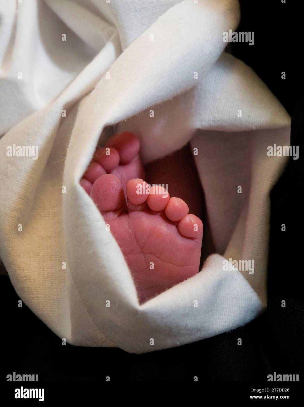 A pair of tiny, pink feet of a newborn baby wrapped in a soft, white blanket. Stock Photo