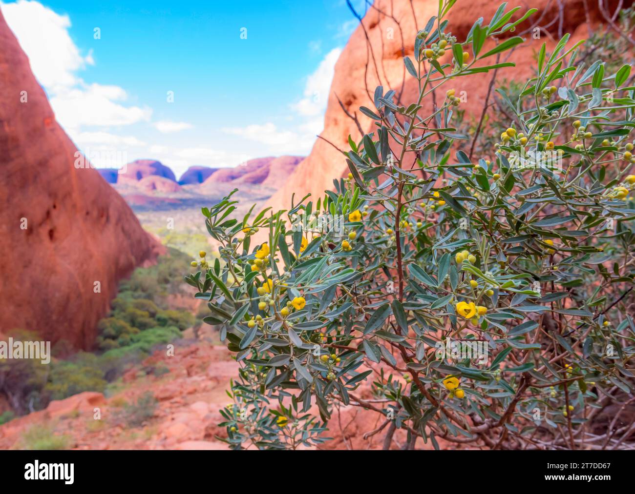 Silver Cassia (Senna artemisioides), growing at Kata Tjuta is a species of flowering plant in the family Fabaceae and is native to Australia Stock Photo