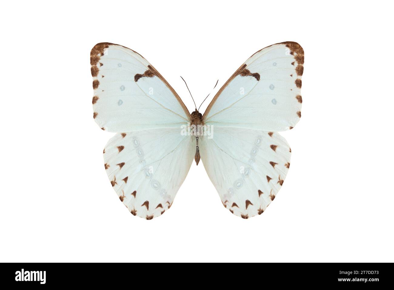 neotropical butterfly (morpho catenaria) isolated on a white background Stock Photo - Alamy