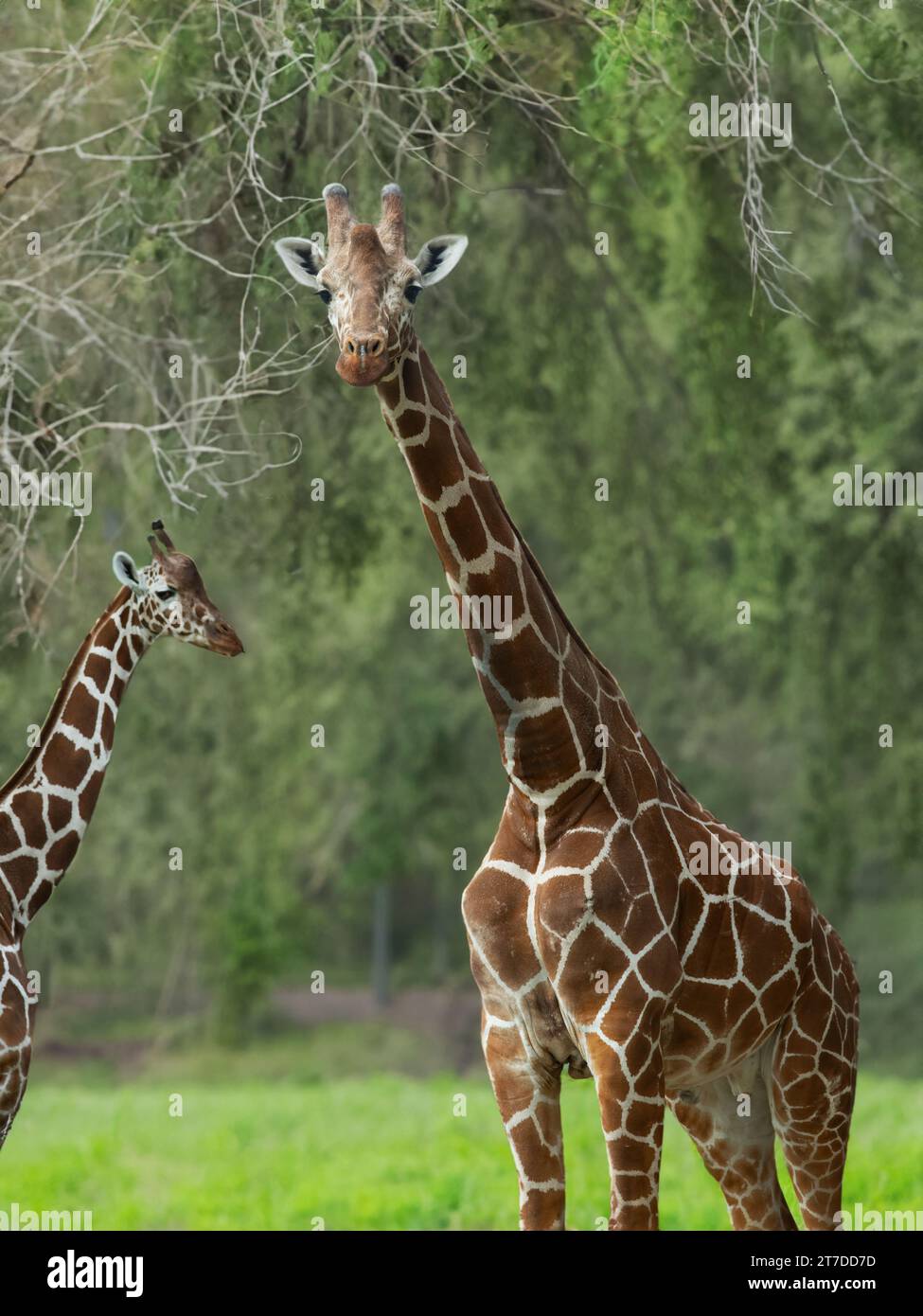 Beautiful giraffes hi-res stock photography and images - Alamy