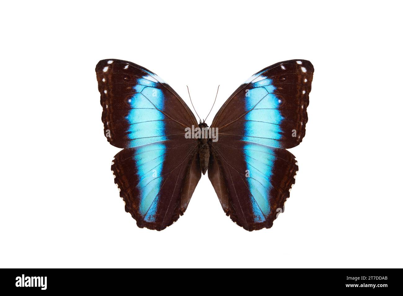 Morpho butterfly isolated hi-res stock photography and images - Alamy