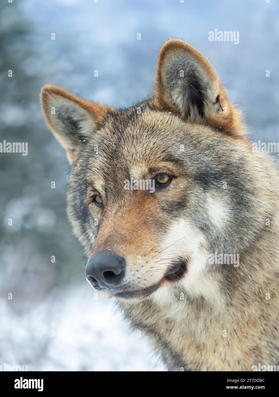 portrait of a gray wolf in the forest Stock Photo - Alamy