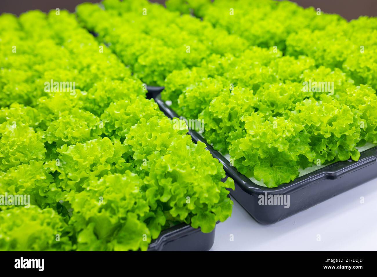 Green lush organic Salad food plant nursery indoor agriculture farm growing tray from Led light Stock Photo
