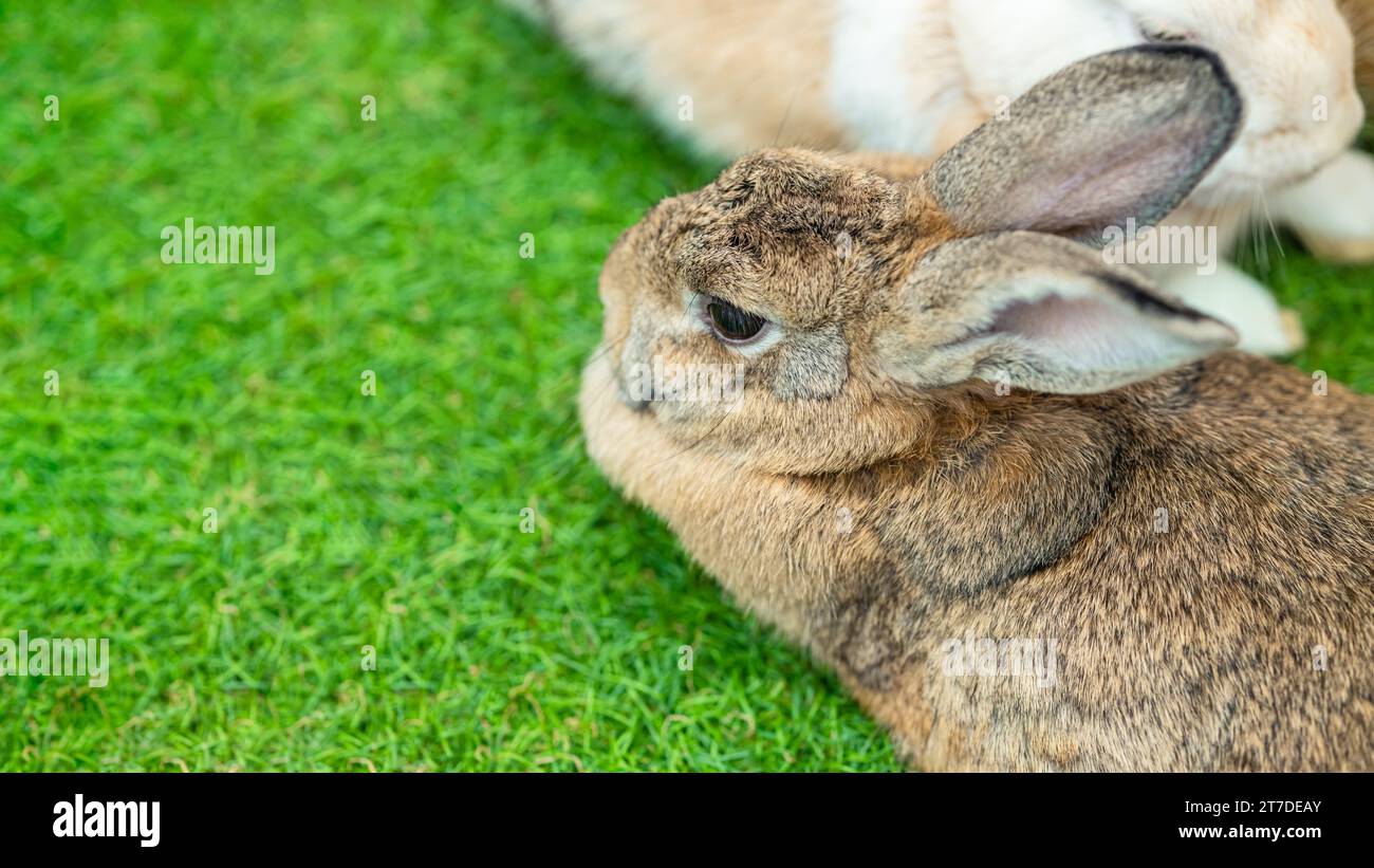 Cute Bunny domestic exotic pet, Flemish Giant Rabbit on green grass field with copy space for text. Stock Photo