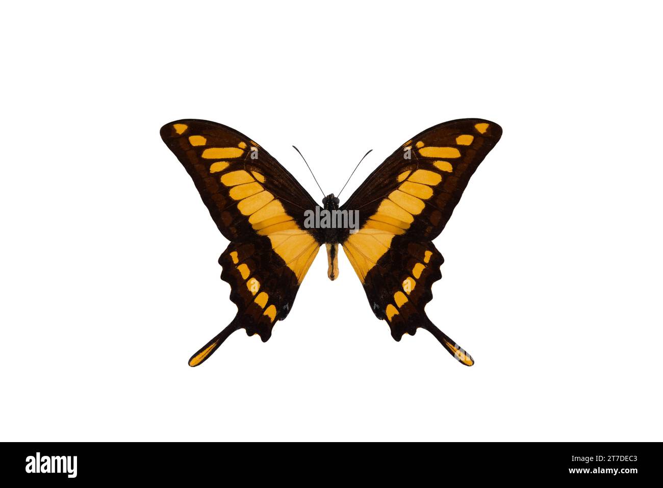 king swallowtail (papilio thoas), butterfly isolated on a white