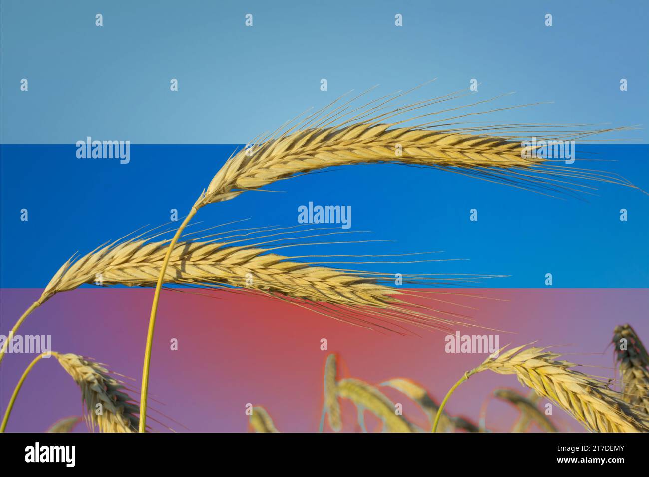 Symbolic image: Russia and grain production Stock Photo