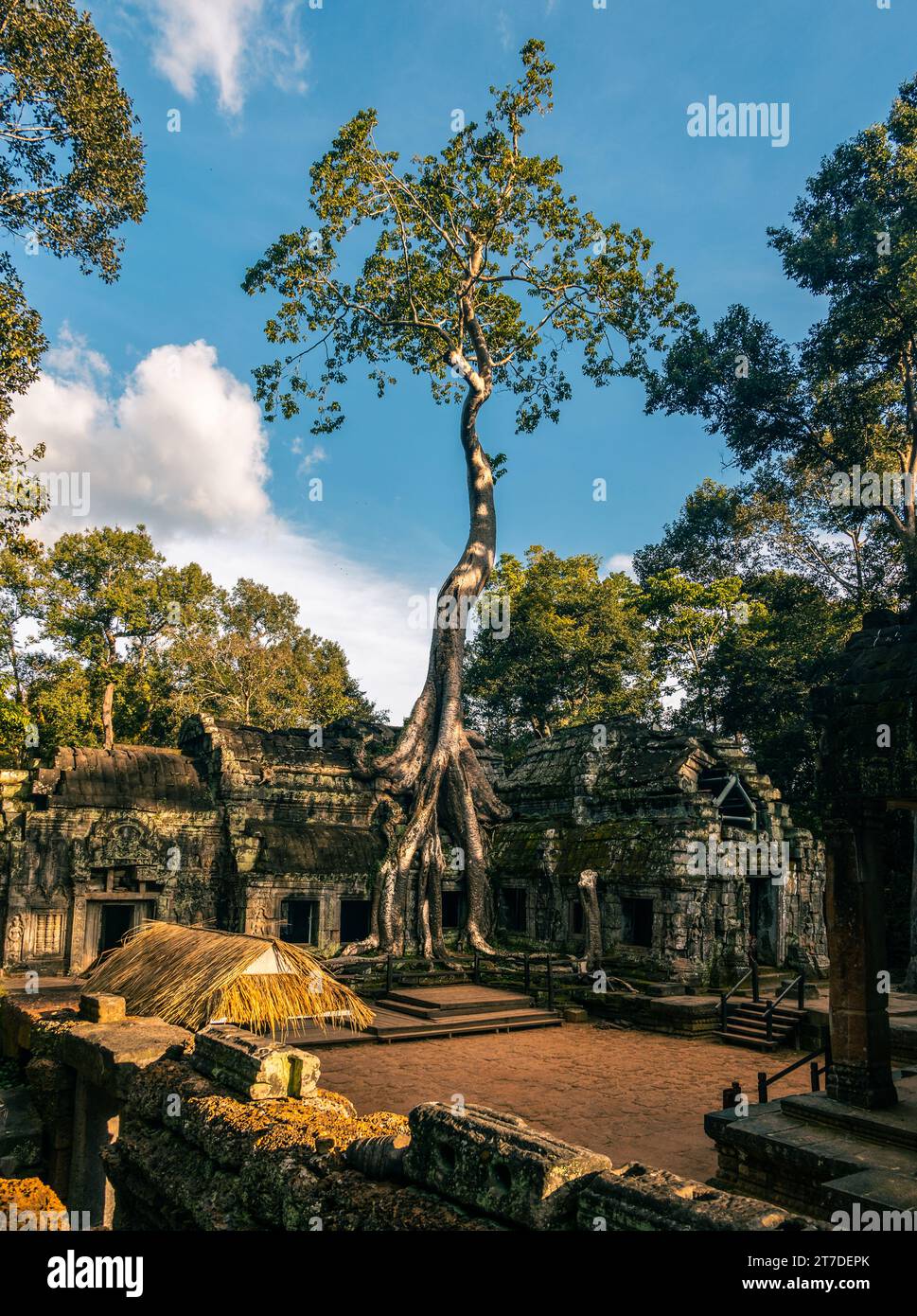 The iconic Angkor temple taken over by the jungle. The huge roots of ...