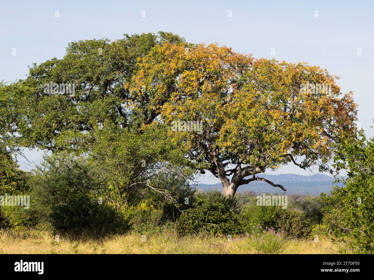 When the rains finish the Baobabs and Wooden Banana trees are the first to show signs of leaves turning yellow and dropping. This is the trees method Stock Photo