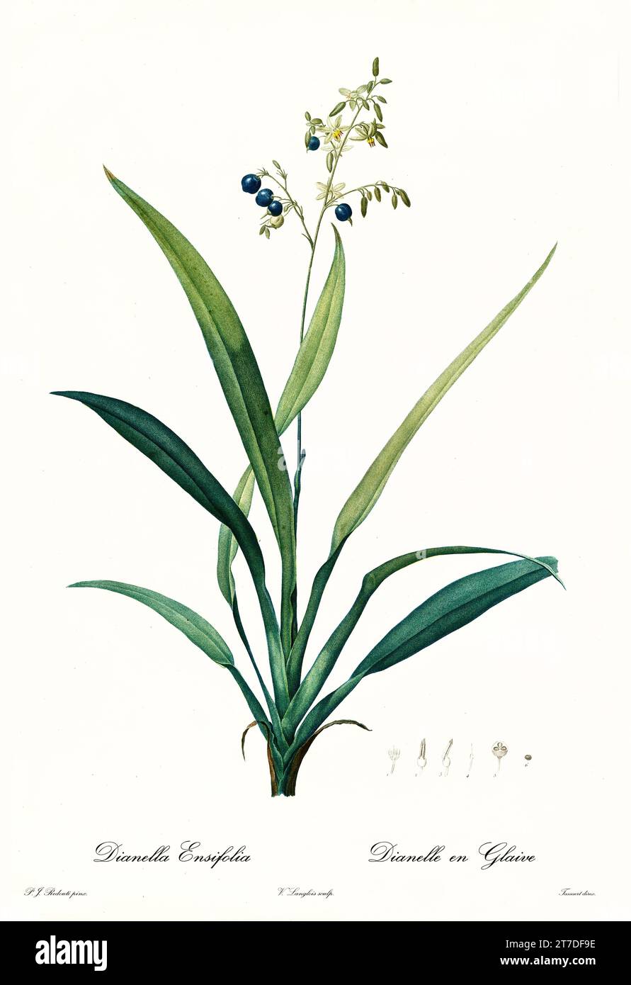 Old illustration of Flax lily (Dianella ensifolia). Les Liliacées, By P. J. Redouté. Impr. Didot Jeune, Paris, 1805 - 1816 Stock Photo