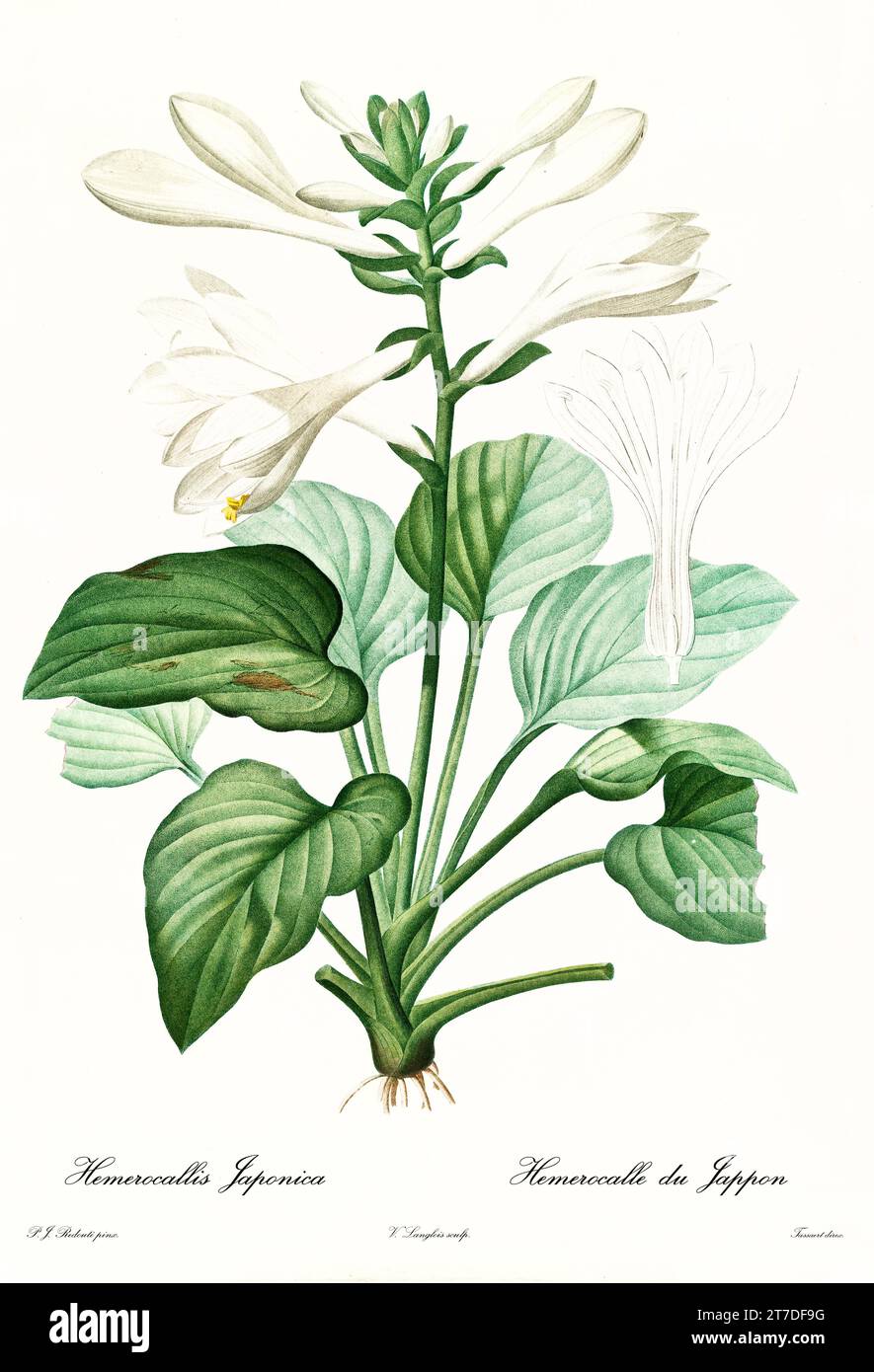 Old illustration of August lily (Hosta plantaginea). Les Liliacées, By P. J. Redouté. Impr. Didot Jeune, Paris, 1805 - 1816 Stock Photo
