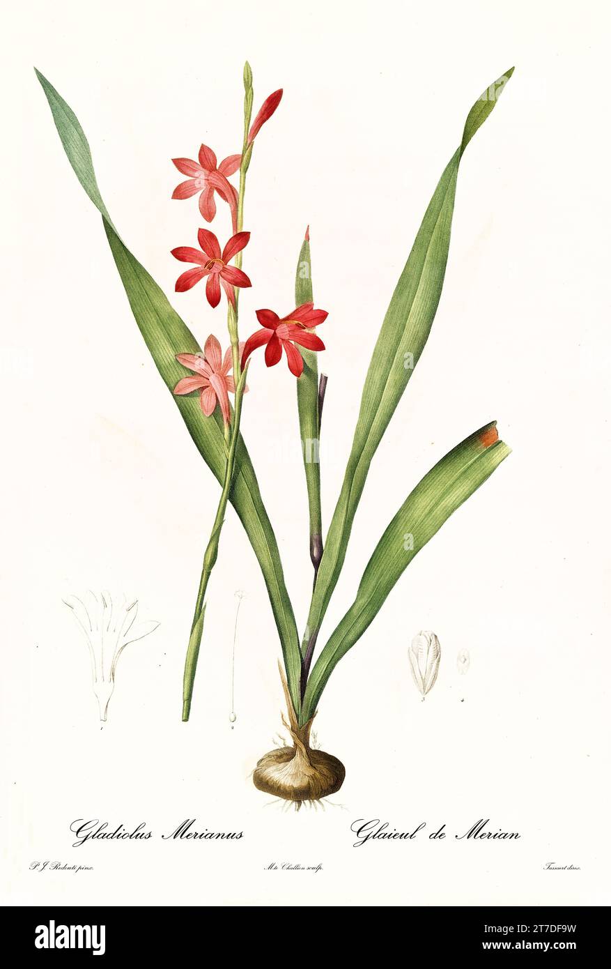 Old illustration of Buglelily (Watsonia meriana). Les Liliacées, By P. J. Redouté. Impr. Didot Jeune, Paris, 1805 - 1816 Stock Photo