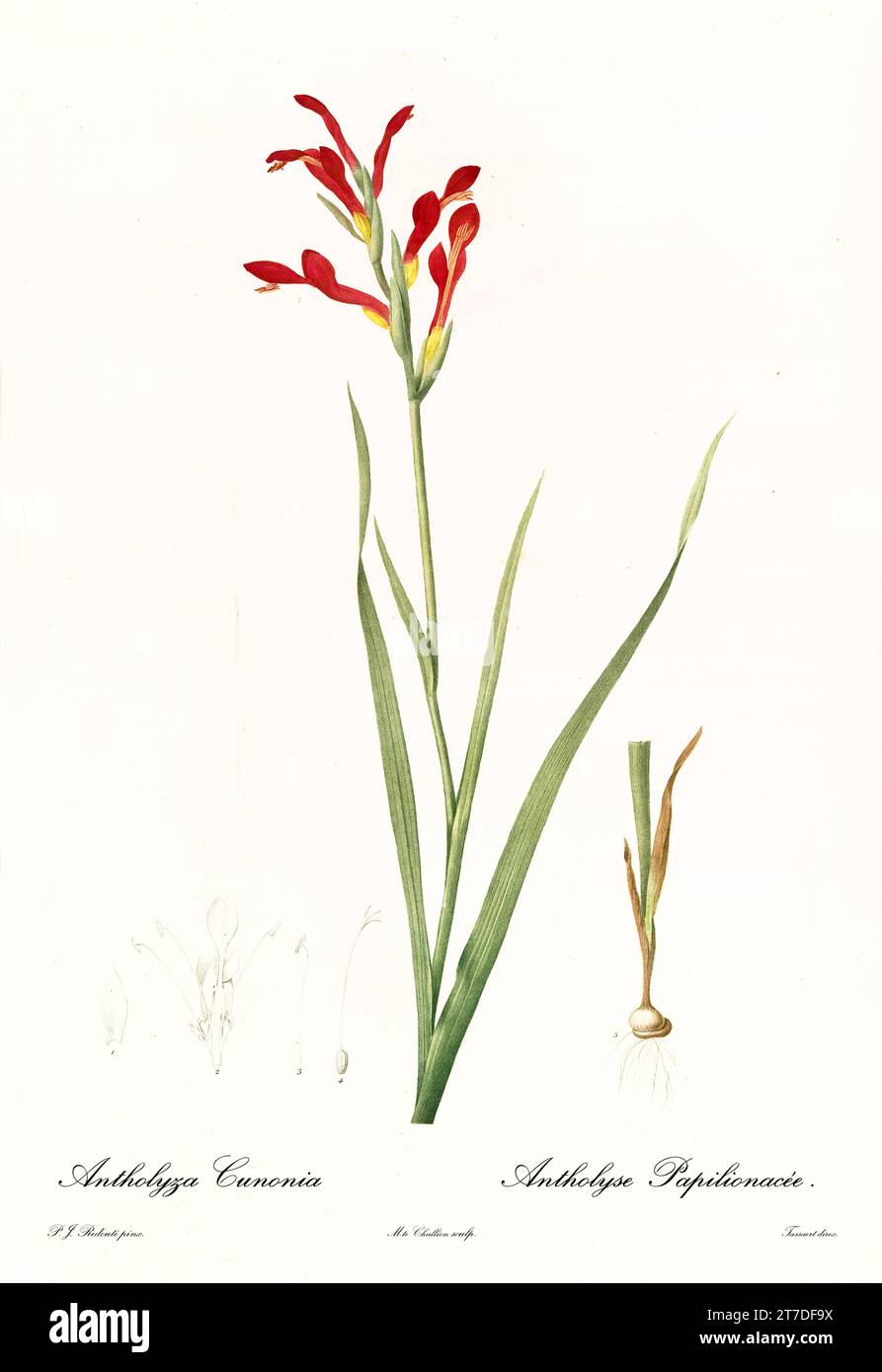 Old illustration of Gladiolus cunonius. Les Liliacées, By P. J. Redouté. Impr. Didot Jeune, Paris, 1805 - 1816 Stock Photo