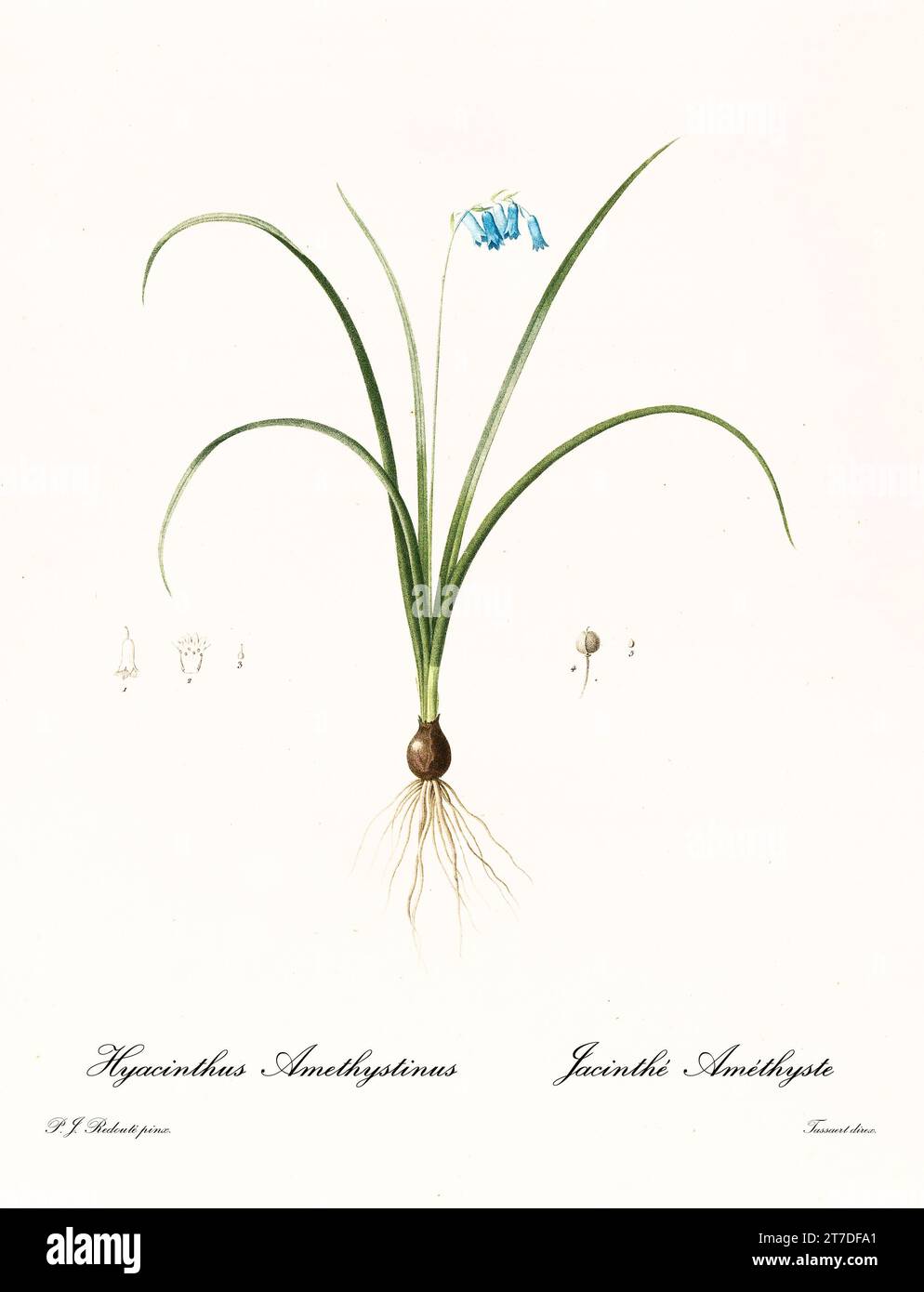 Old illustration of Amethyst hyacinth (Brimeura amethystina). Les Liliacées, By P. J. Redouté. Impr. Didot Jeune, Paris, 1805 - 1816 Stock Photo