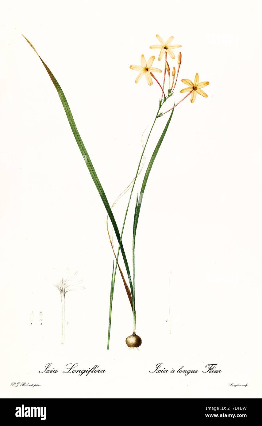 Old illustration of Ixia paniculata. Les Liliacées, By P. J. Redouté. Impr. Didot Jeune, Paris, 1805 - 1816 Stock Photo