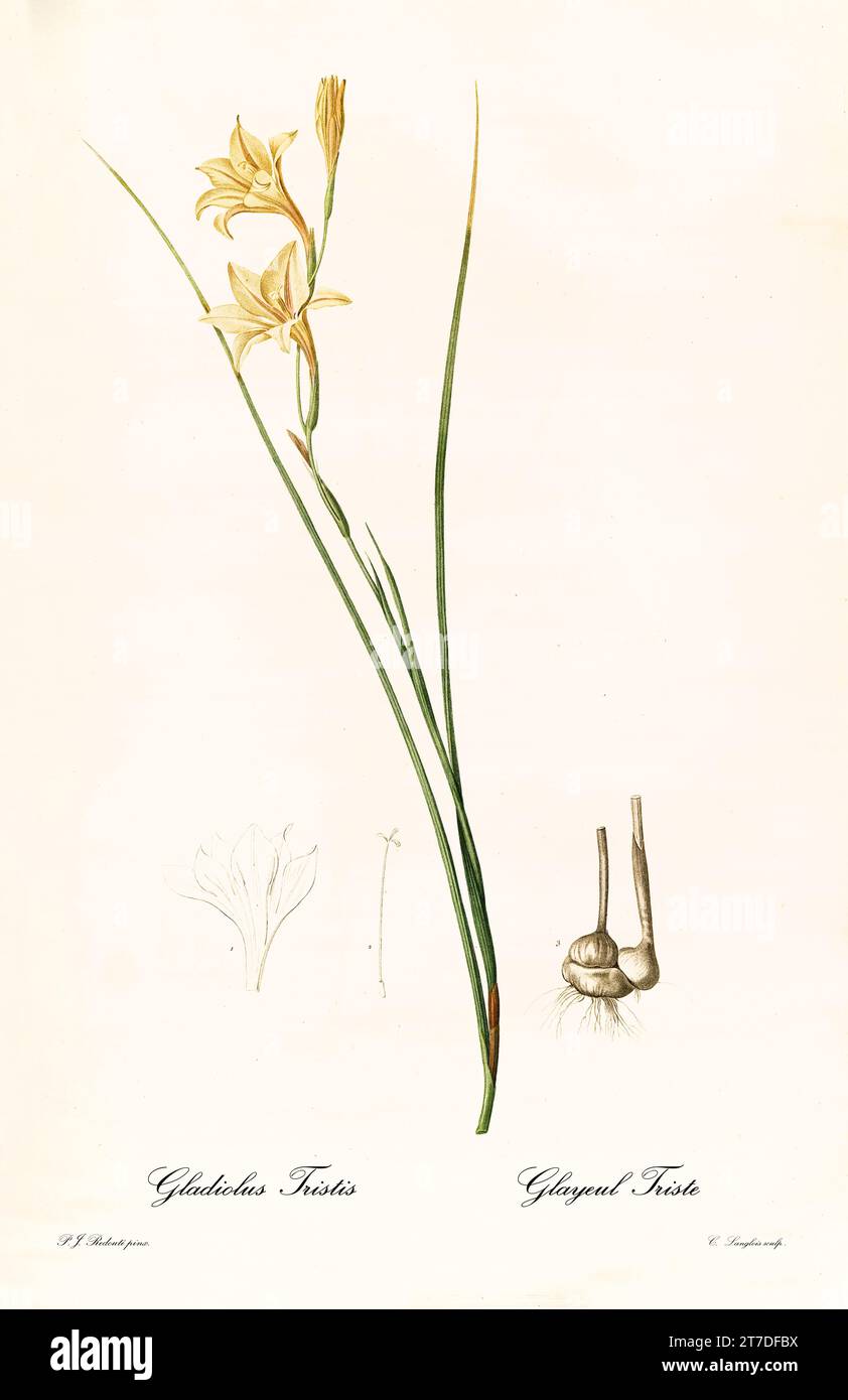 Old illustration of Marsh Afrikaner (Gladiolus tristis). Les Liliacées, By P. J. Redouté. Impr. Didot Jeune, Paris, 1805 - 1816 Stock Photo