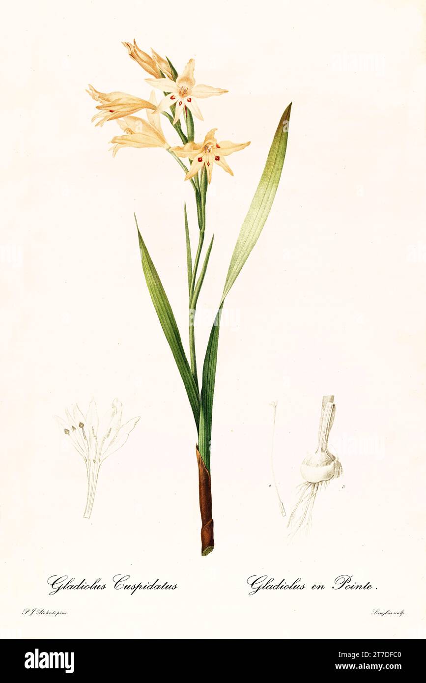 Old illustration of Waved-Flowered Gladiolus (Gladiolus Undulatus). Les Liliacées, By P. J. Redouté. Impr. Didot Jeune, Paris, 1805 - 1816 Stock Photo