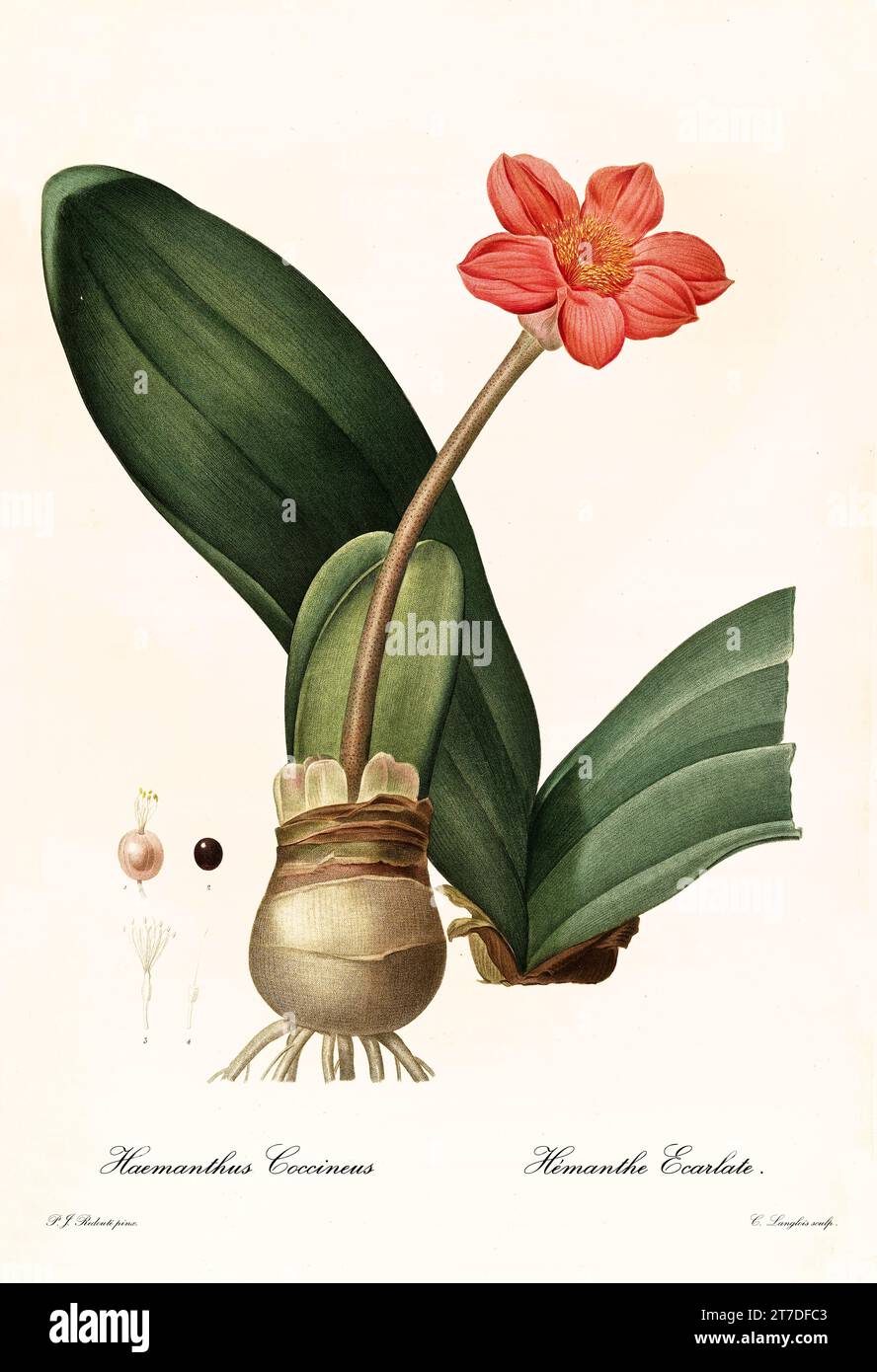 Old illustration of Blood lily (Haemanthus coccineus). Les Liliacées, By P. J. Redouté. Impr. Didot Jeune, Paris, 1805 - 1816 Stock Photo