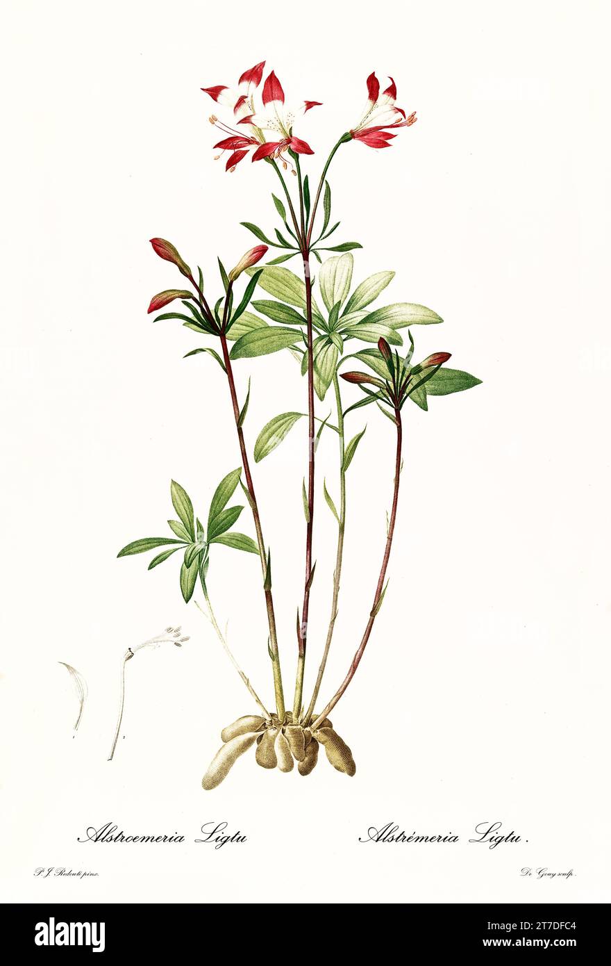 Old illustration of Peruvian lily (Alstroemerian ligtu). Les Liliacées, By P. J. Redouté. Impr. Didot Jeune, Paris, 1805 - 1816 Stock Photo
