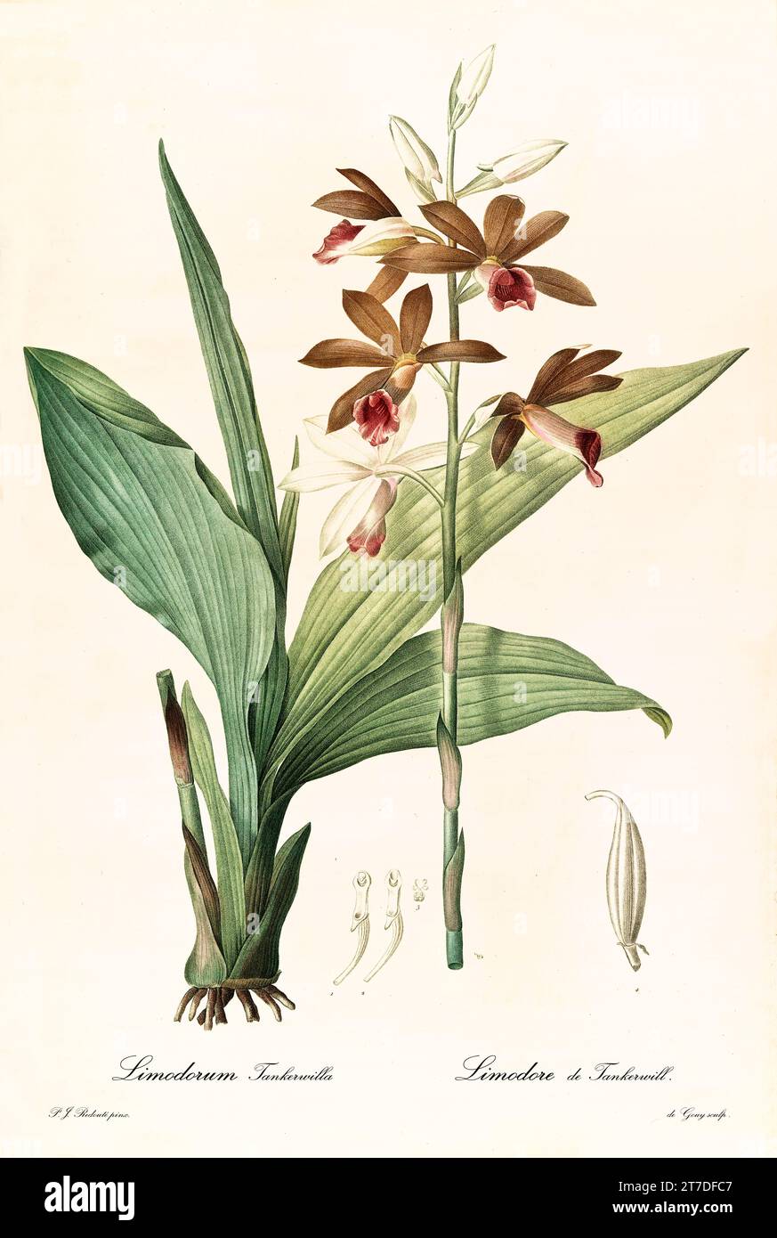 Old illustration of Greater Swamp Orchid (Phaius tankervilleae). Les Liliacées, By P. J. Redouté. Impr. Didot Jeune, Paris, 1805 - 1816 Stock Photo