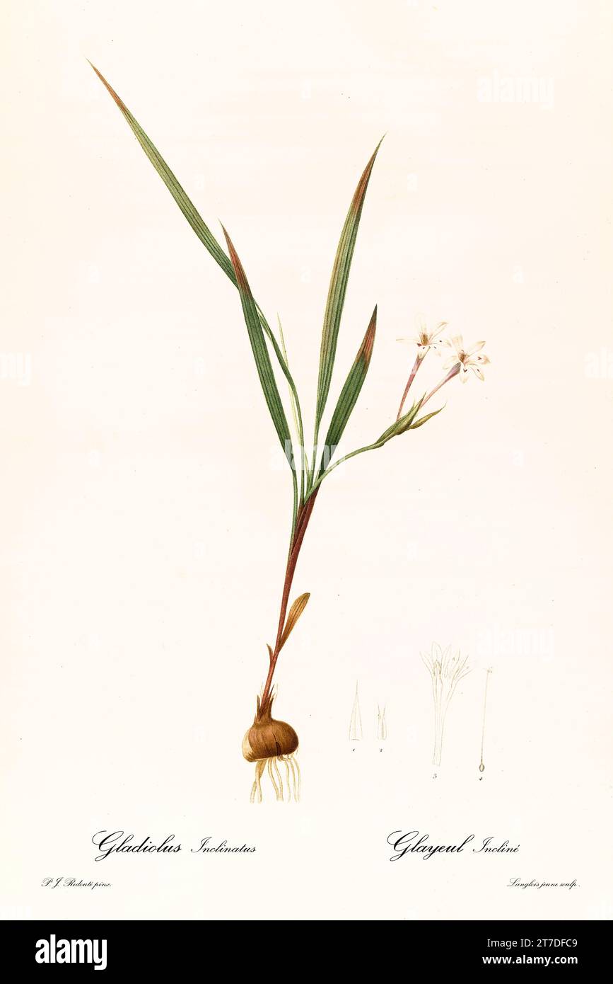 Old illustration of Long-Tubed Babiana (Babiana tubiflora). Les Liliacées, By P. J. Redouté. Impr. Didot Jeune, Paris, 1805 - 1816 Stock Photo