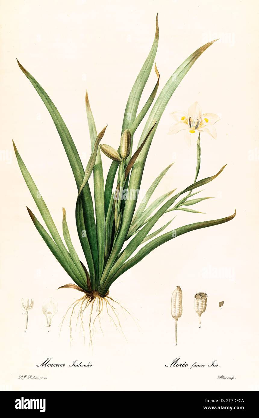Old illustration ofAfrican Iris (Dietes iridioides). Les Liliacées, By P. J. Redouté. Impr. Didot Jeune, Paris, 1805 - 1816 Stock Photo