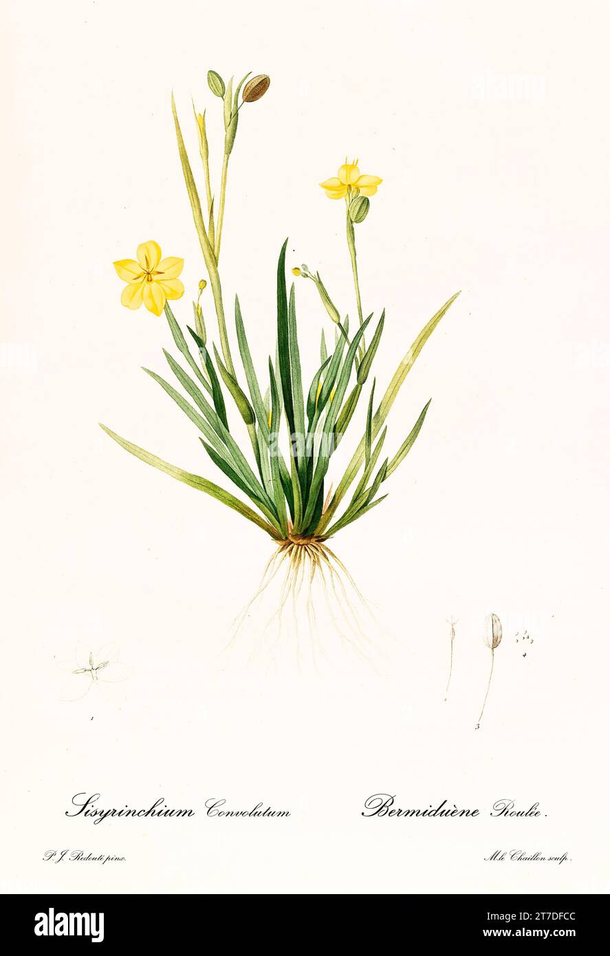 Old illustration of Yellow-Eyed Grass (Sisyrinchium convolutum). Les Liliacées, By P. J. Redouté. Impr. Didot Jeune, Paris, 1805 - 1816 Stock Photo