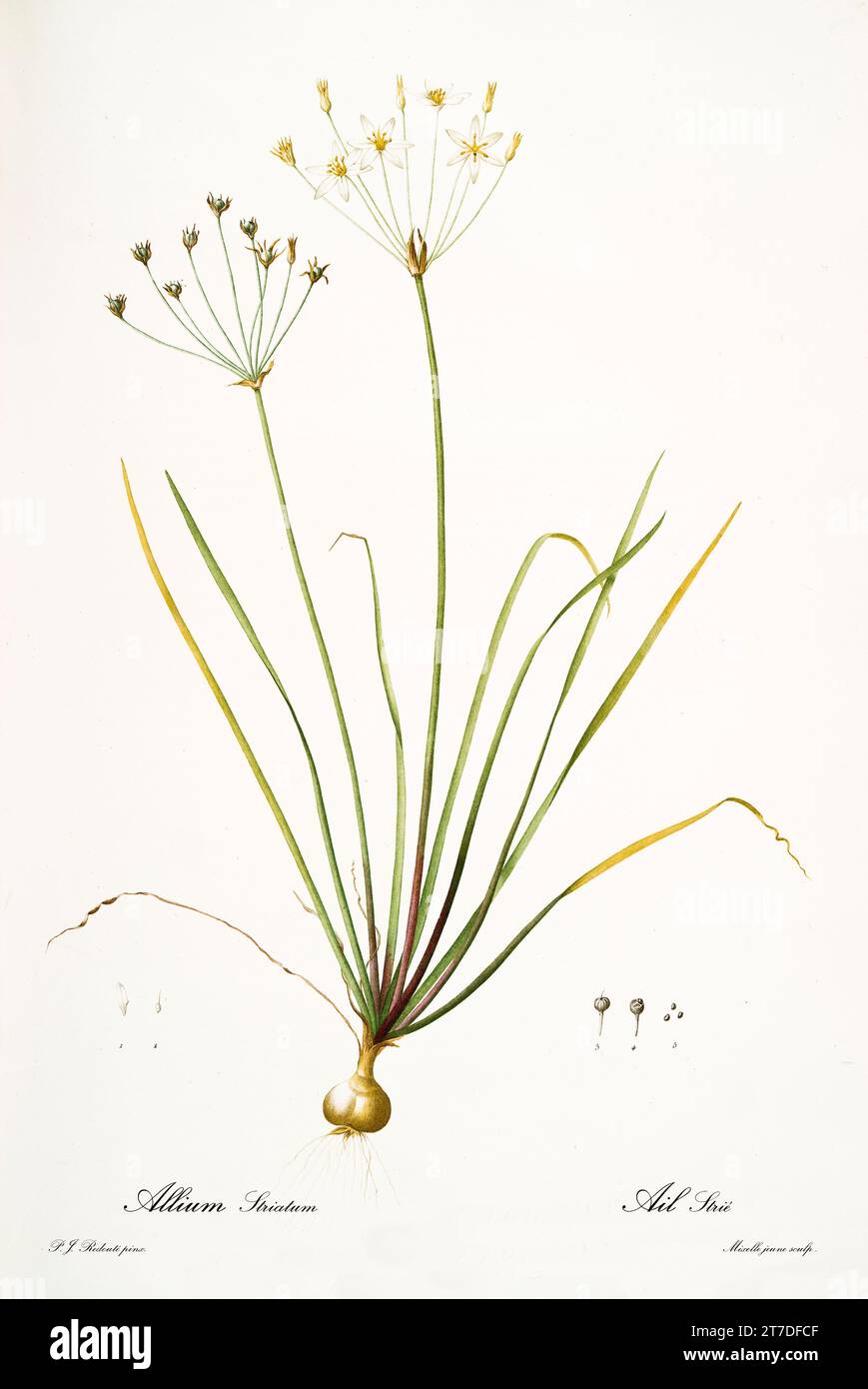 Old illustration of False Garlic (Nothoscordum bivalve). Les Liliacées, By P. J. Redouté. Impr. Didot Jeune, Paris, 1805 - 1816 Stock Photo