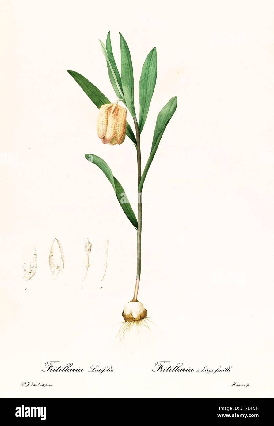 Old illustration of Broad leaved Fritillaria (Fitillaria latifolia). Les Liliacées, By P. J. Redouté. Impr. Didot Jeune, Paris, 1805 - 1816 Stock Photo