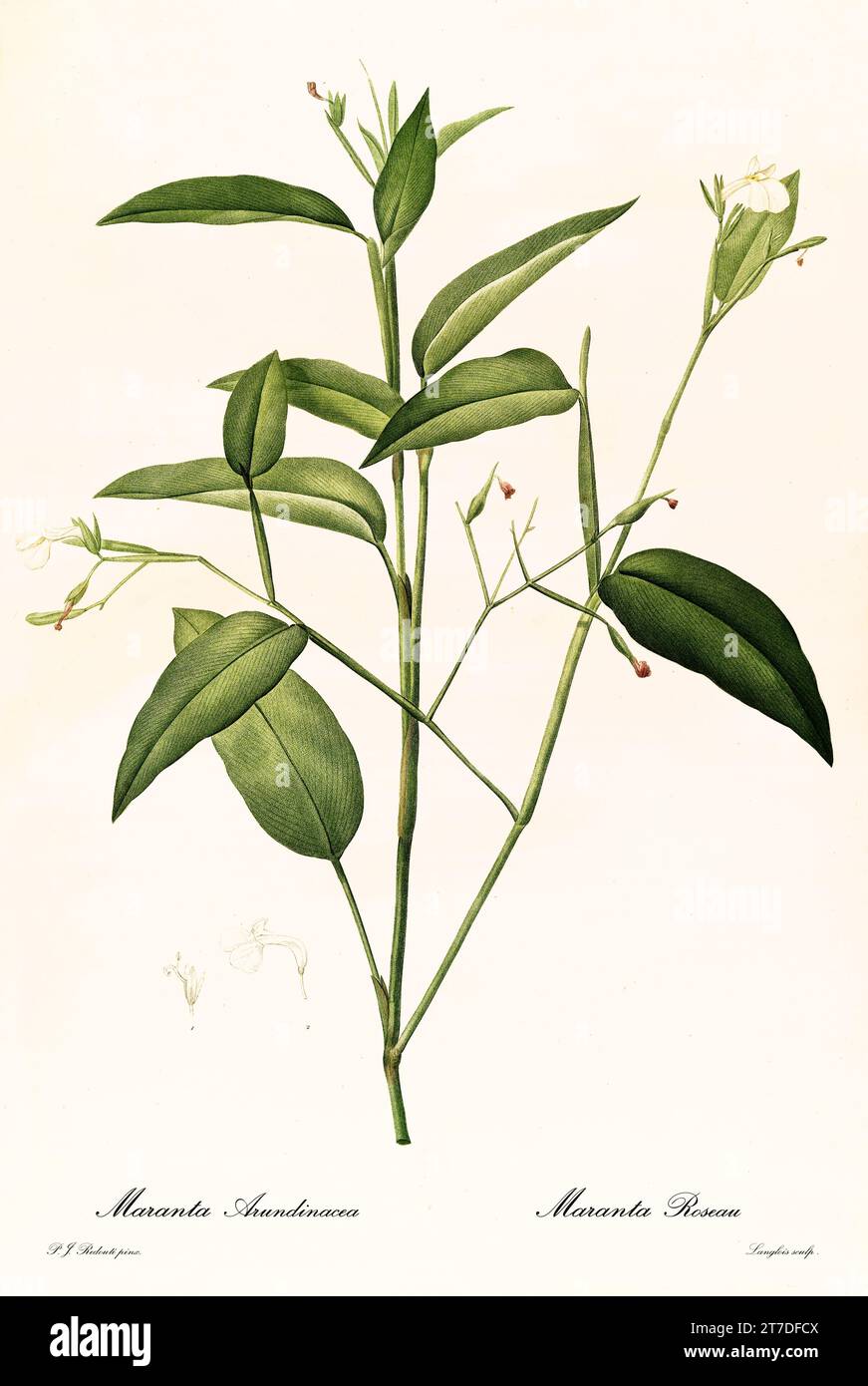 Old illustration of Arrowroot (Maranta arundinacea). Les Liliacées, By P. J. Redouté. Impr. Didot Jeune, Paris, 1805 - 1816 Stock Photo