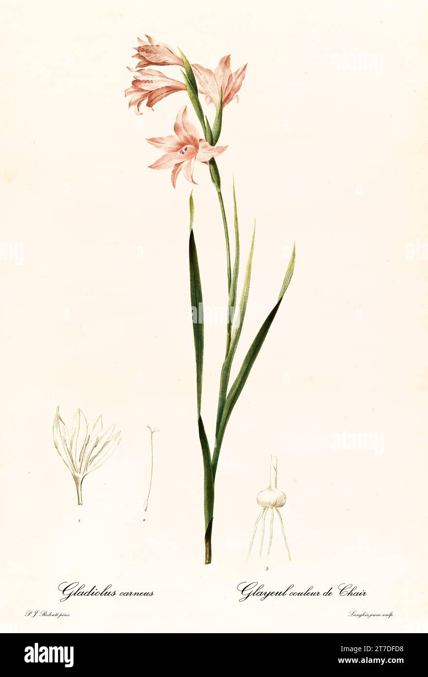 Old illustration of Painted Lady Gladiolus (Gladiolus carneus. Les Liliacées, By P. J. Redouté. Impr. Didot Jeune, Paris, 1805 - 1816 Stock Photo