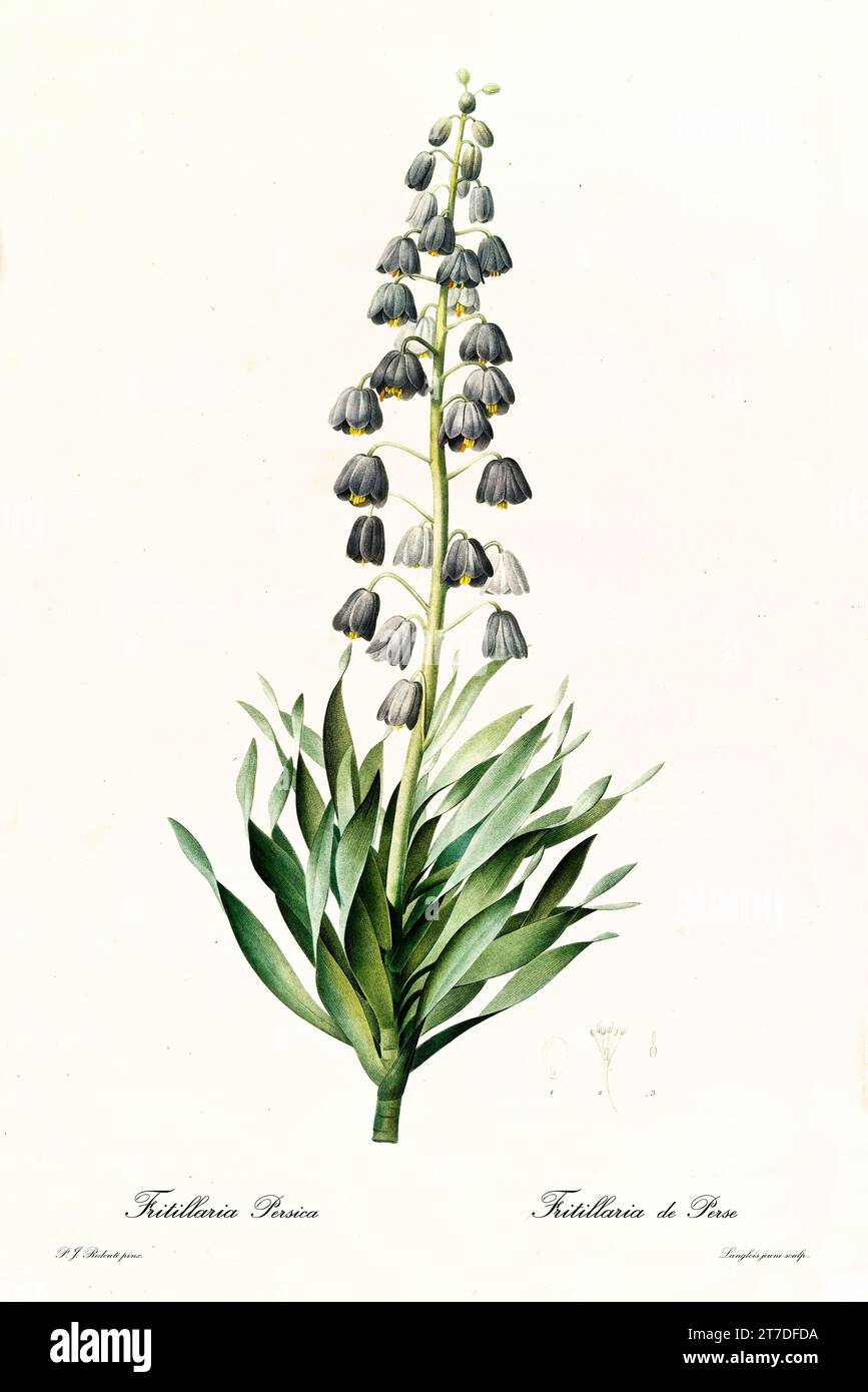 Old illustration of Persian Fritillary (Fritillaria persica). Les Liliacées, By P. J. Redouté. Impr. Didot Jeune, Paris, 1805 - 1816 Stock Photo