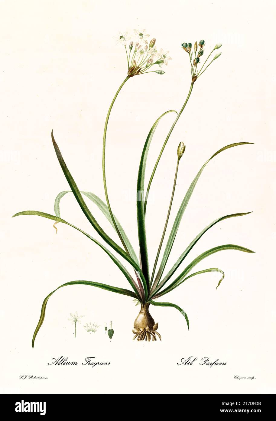 Old illustration of Allium cyrilli. Les Liliacées, By P. J. Redouté. Impr. Didot Jeune, Paris, 1805 - 1816 Stock Photo