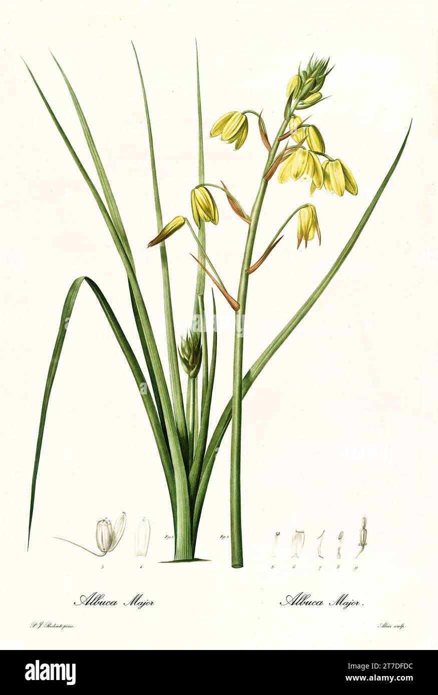 Old illustration of Slime Lily (Albuca canadensis). Les Liliacées, By P. J. Redouté. Impr. Didot Jeune, Paris, 1805 - 1816 Stock Photo