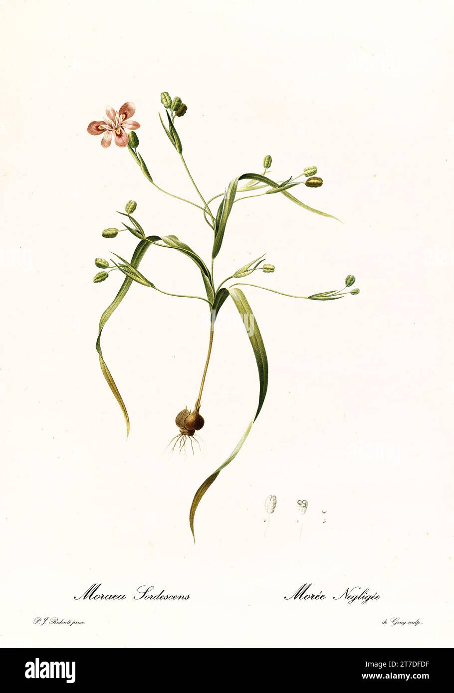 Old illustration of African Iris (Moraea vegeta). Les Liliacées, By P. J. Redouté. Impr. Didot Jeune, Paris, 1805 - 1816 Stock Photo