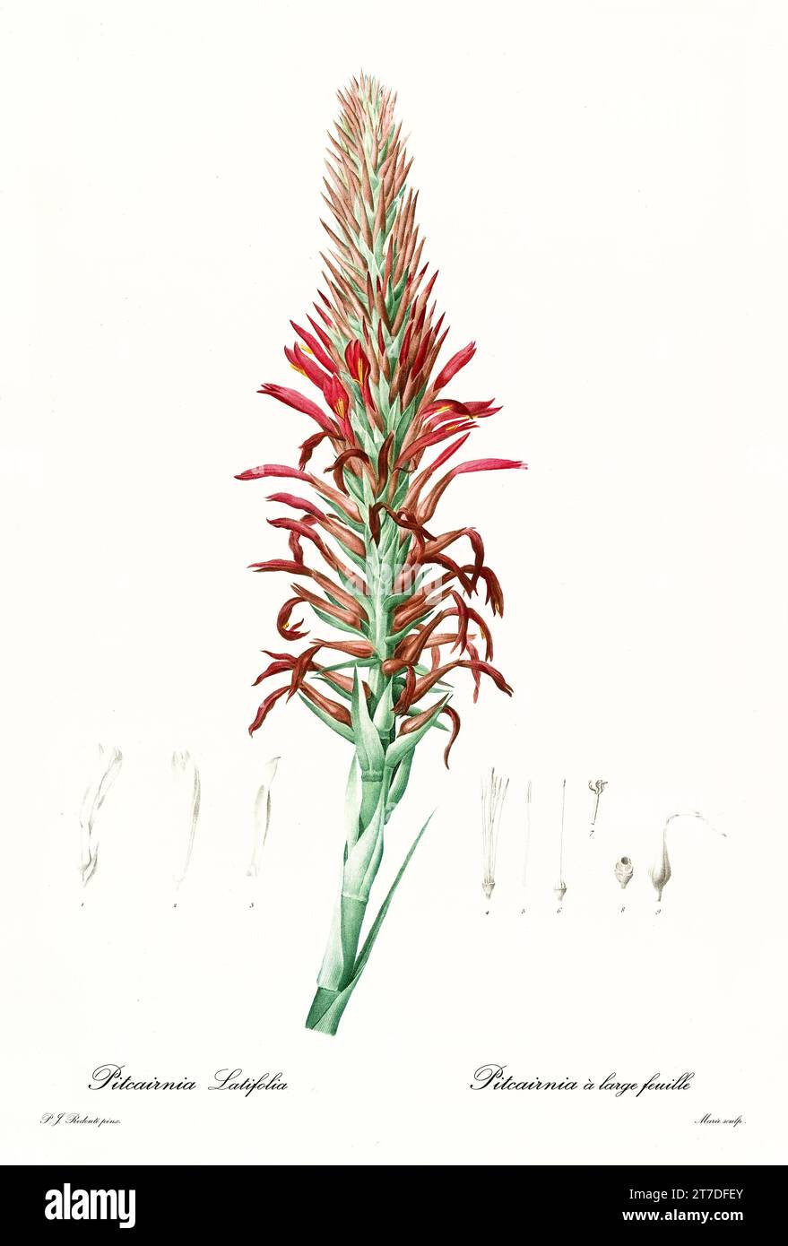 Old illustration of Pina Cortadora flower (Pitcairnia angustifolia). Les Liliacées, By P. J. Redouté. Impr. Didot Jeune, Paris, 1805 - 1816 Stock Photo