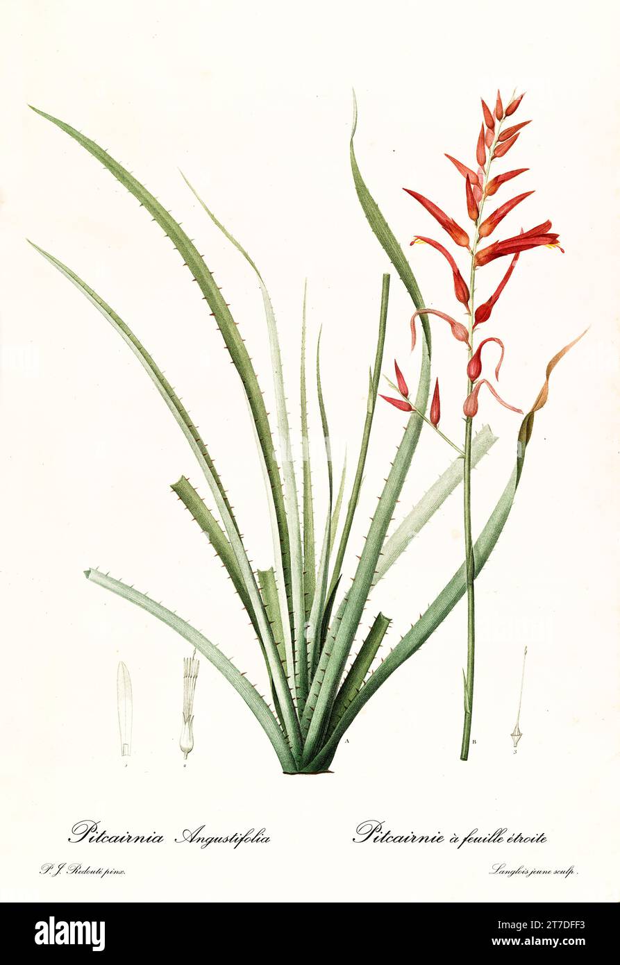 Old illustration of Pina Cortadora (Pitcairnia angustifolia). Les Liliacées, By P. J. Redouté. Impr. Didot Jeune, Paris, 1805 - 1816 Stock Photo