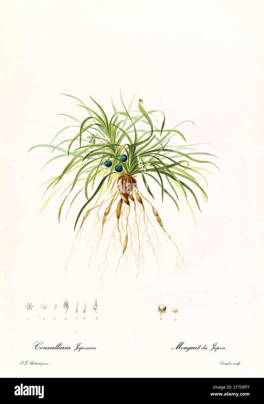 Old illustration of Dwarf Lilyturf (Ophiopogon japonicus). Les Liliacées, By P. J. Redouté. Impr. Didot Jeune, Paris, 1805 - 1816 Stock Photo