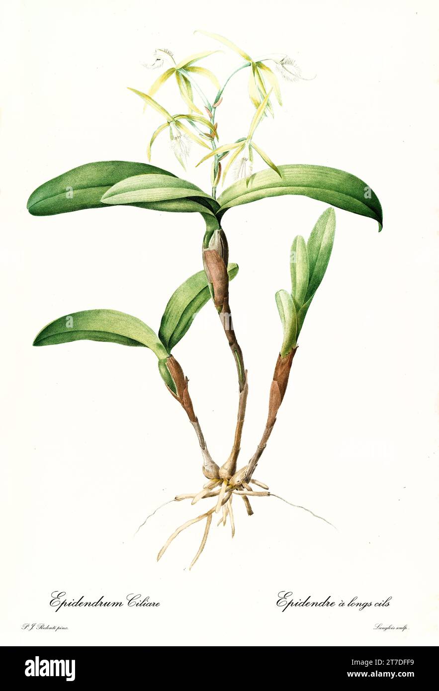 Old illustration of Fringed Star Orchid (Epidendrum ciliare). Les Liliacées, By P. J. Redouté. Impr. Didot Jeune, Paris, 1805 - 1816 Stock Photo
