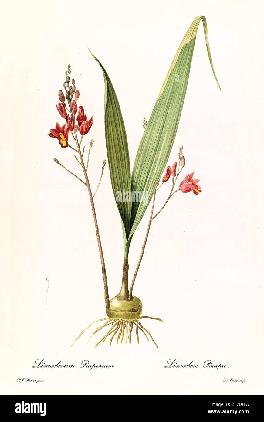 Old illustration of Pine Pink (Bletia purpurea). Les Liliacées, By P. J. Redouté. Impr. Didot Jeune, Paris, 1805 - 1816 Stock Photo