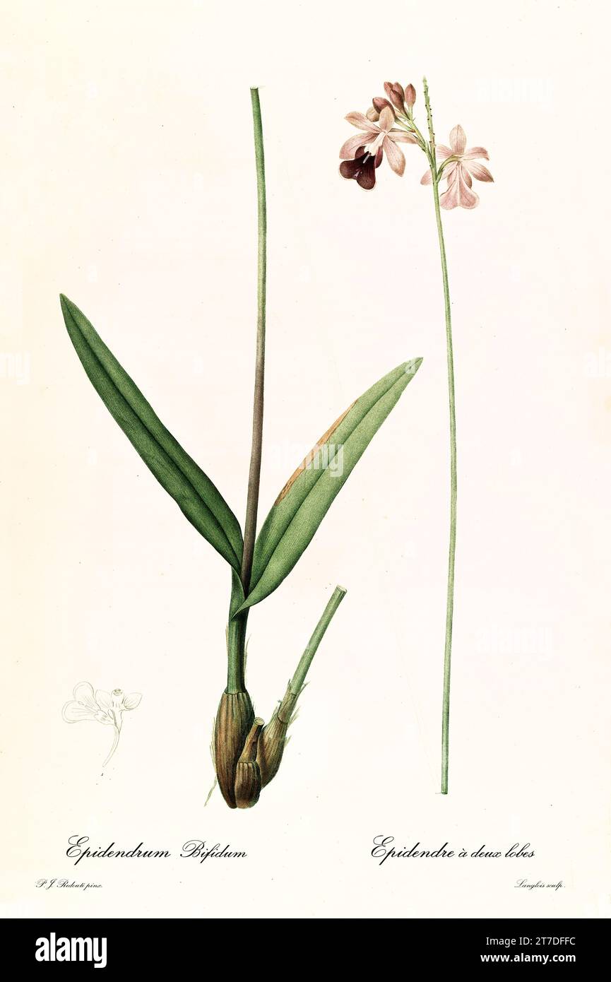 Old illustration of Thicket Butterfly Orchid (Psychilis bifida). Les Liliacées, By P. J. Redouté. Impr. Didot Jeune, Paris, 1805 - 1816 Stock Photo