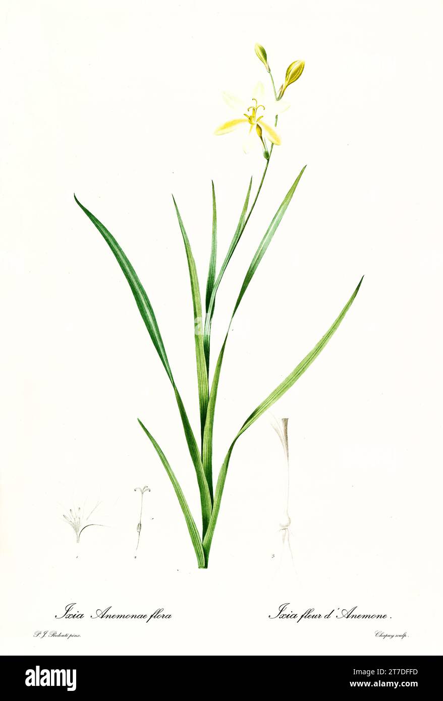 Old illustration of Harlequin Flower (Sparaxis bulbifera). Les Liliacées, By P. J. Redouté. Impr. Didot Jeune, Paris, 1805 - 1816 Stock Photo
