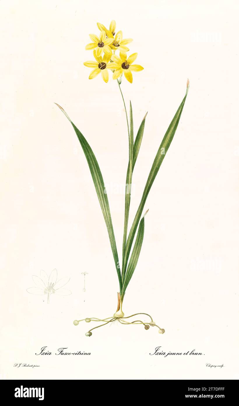 Old illustration of African Cornlily (Ixia maculata). Les Liliacées, By P. J. Redouté. Impr. Didot Jeune, Paris, 1805 - 1816 Stock Photo