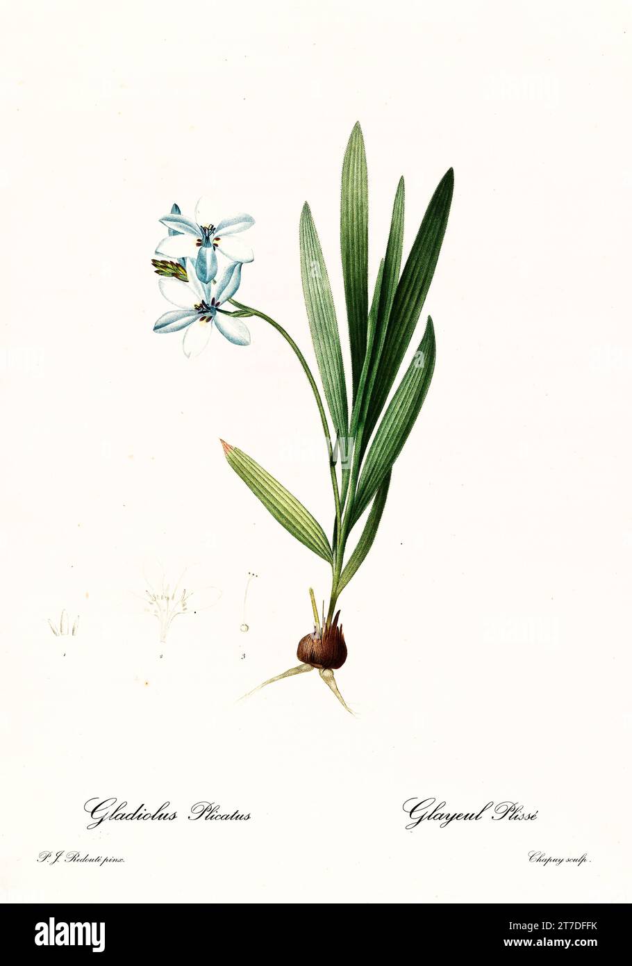 Old illustration of Baboon Root (Babiana fragrans). Les Liliacées, By P. J. Redouté. Impr. Didot Jeune, Paris, 1805 - 1816 Stock Photo