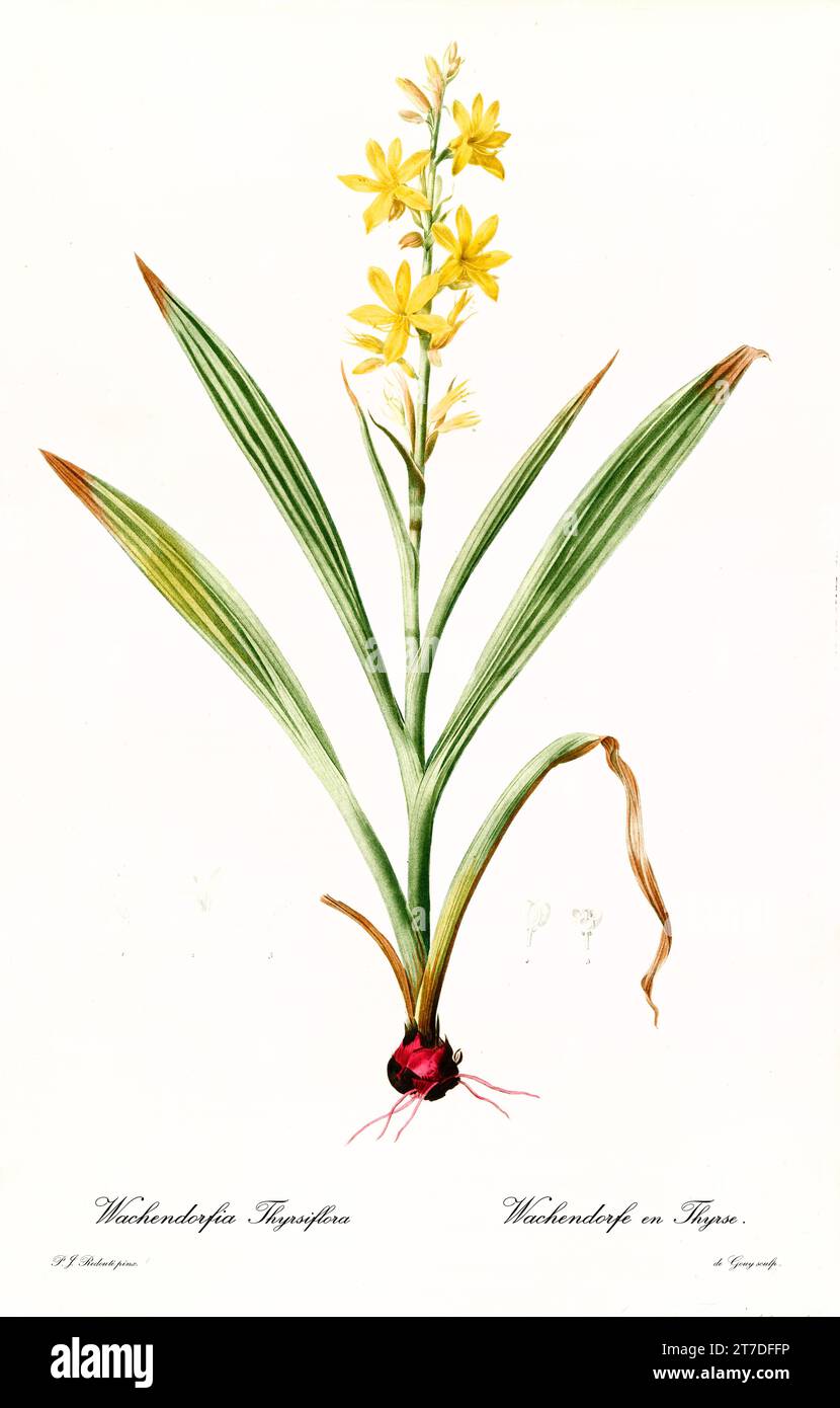 Old illustration of Bloodroot (Wachendorfia thyrsiflora). Les Liliacées, By P. J. Redouté. Impr. Didot Jeune, Paris, 1805 - 1816 Stock Photo